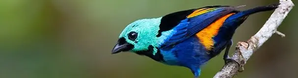 Pintor-verdadeiro, ave ameaçada de extinção